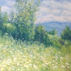 Daisies in Spring