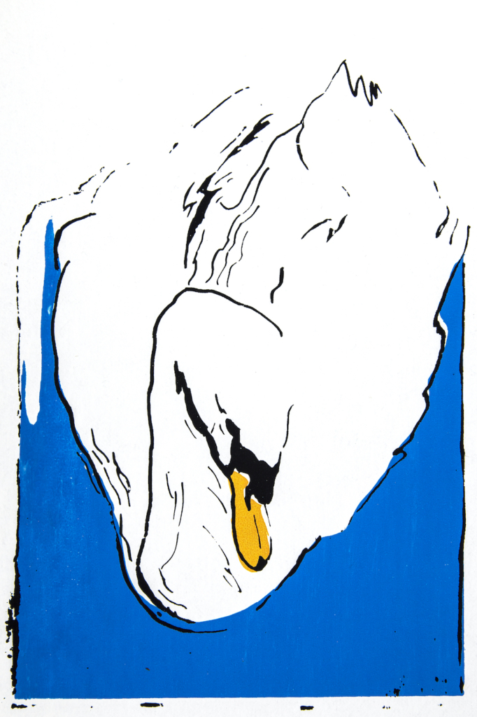 Swan
