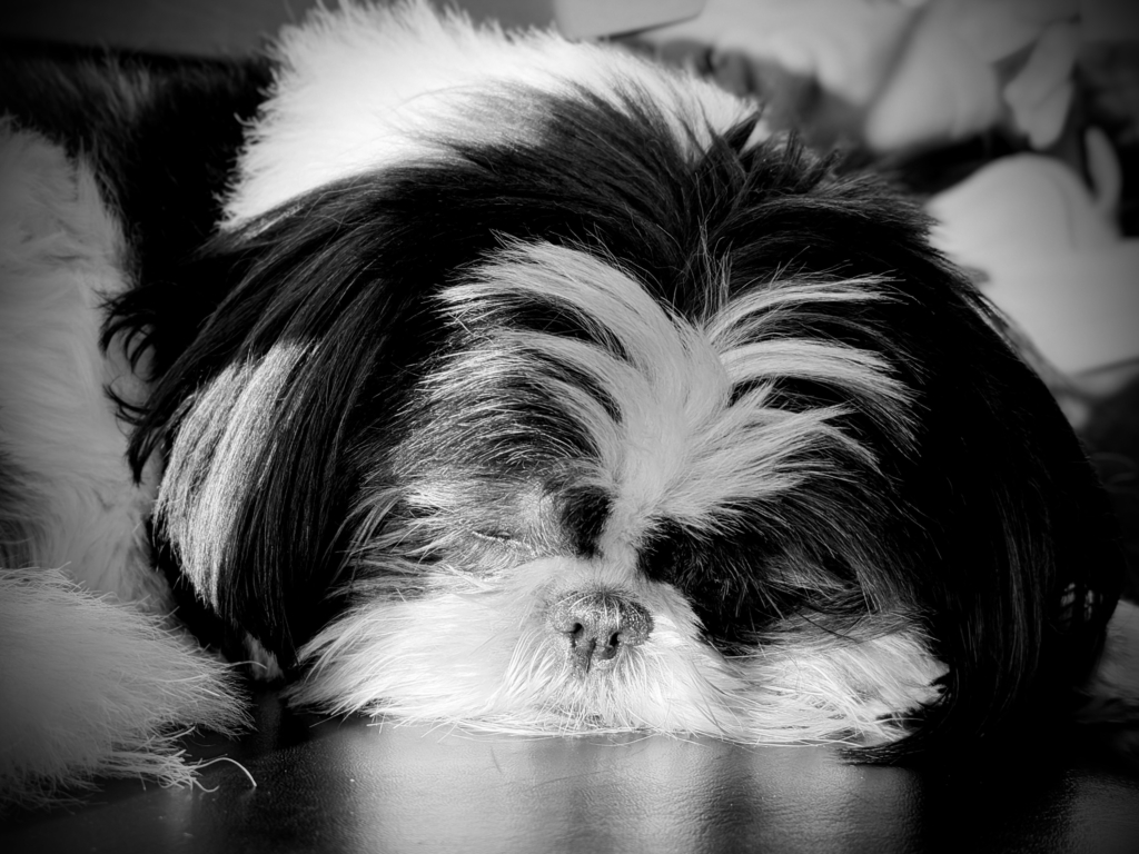 Black and White Pet