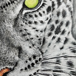 Eye of the Leopard