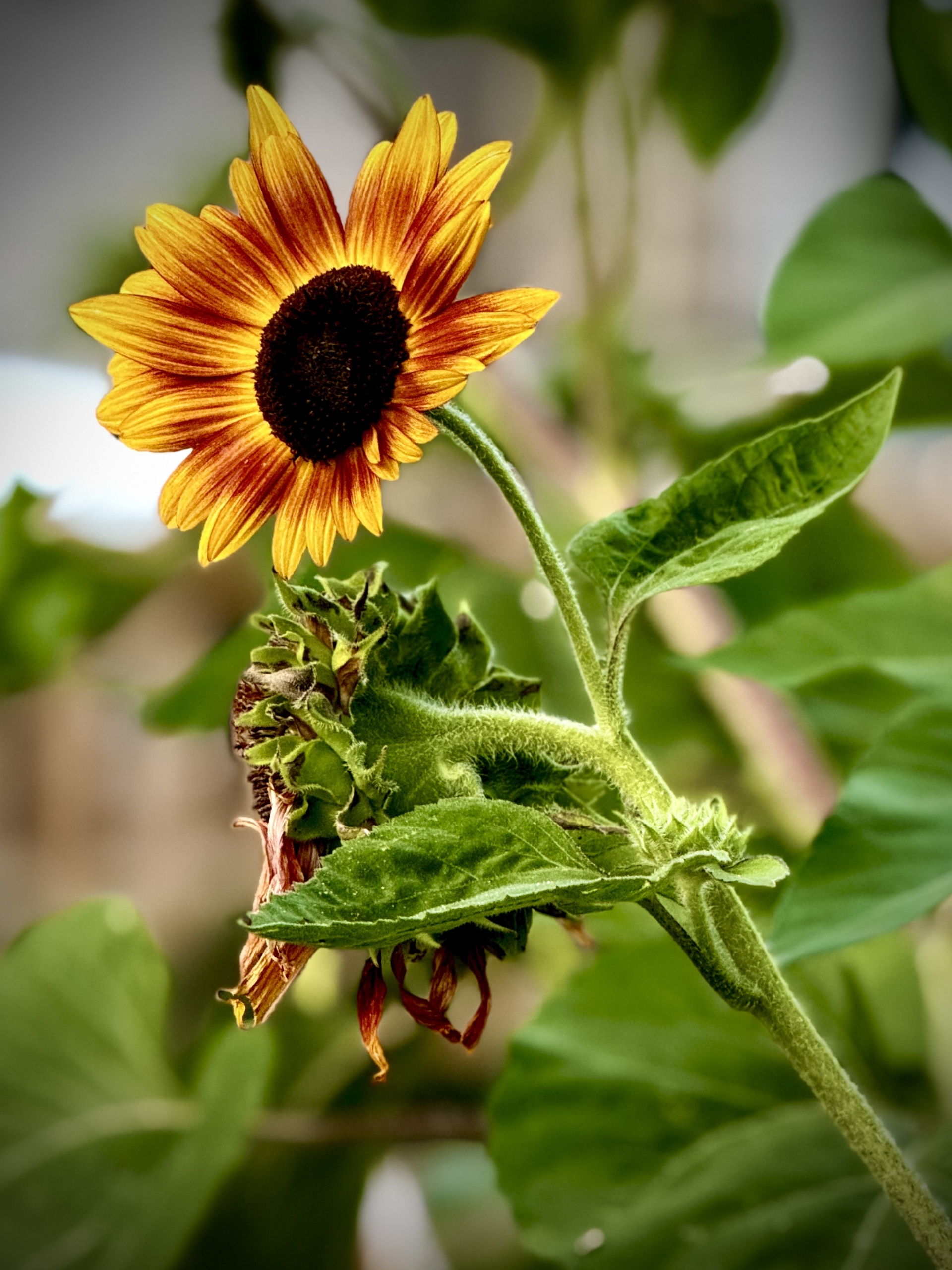 Flower - Jesús Solis